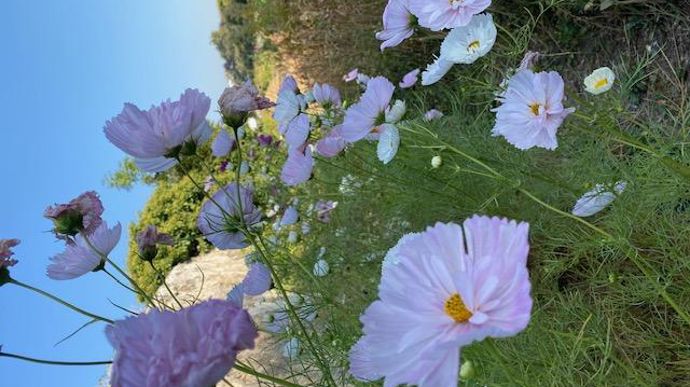 Les anciens murs à pêches de Montreuil ont, par exemple, été reconvertis en murs à fleurs. Sophie Jankowski a récupéré une parcelle de 7 000 m² pour la production de fleurs coupées en plein champs fin 2019. © Murs à fleurs